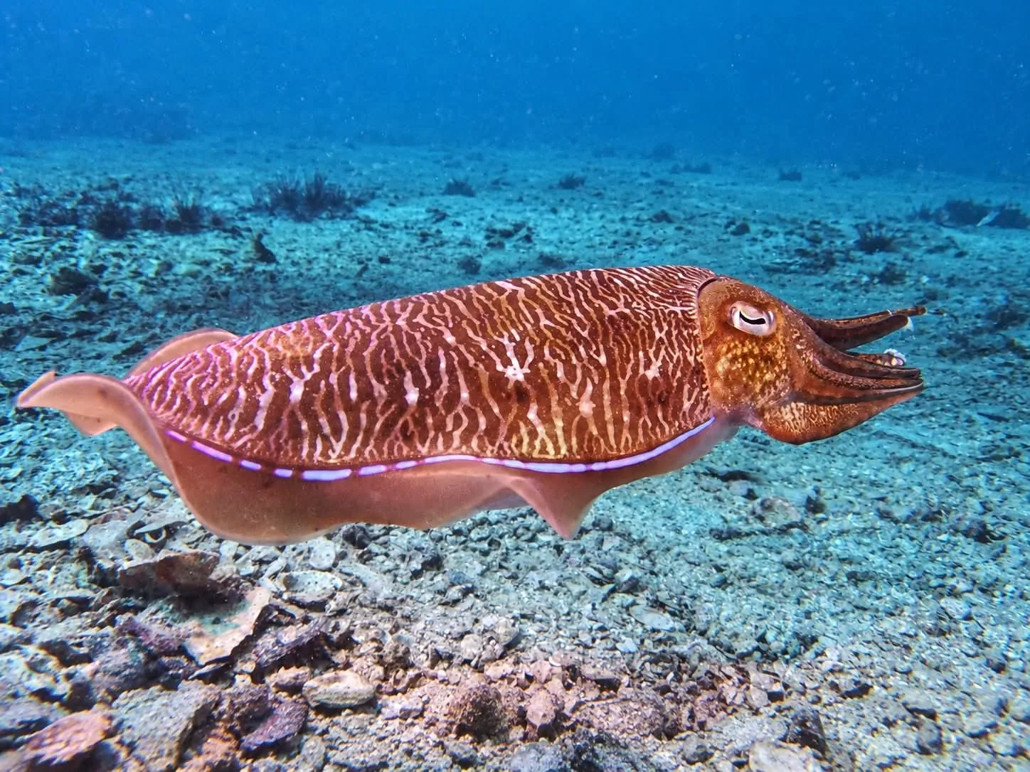 Cuttlefish swimming over the sandy seabed in the Andaman Sea